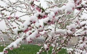 什么是桃花雪呀 三月桃花雪是什么意思